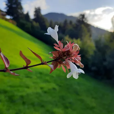 'oachkatzl' Appartement
